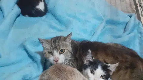 Os catro gatos que est&aacute;n coidando en Pro Animales, que precisan dunha adopci&oacute;n urxente.