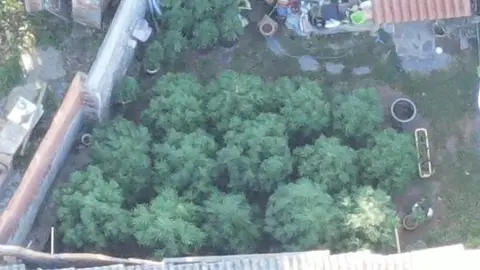Imagen a&eacute;rea de la plantaci&oacute;n localizada por la Guardia Civil.