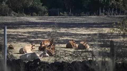 Ganado sobre un pastizal totalmente arrasado por las llamas, | FOTO: Noelia Caseiro.