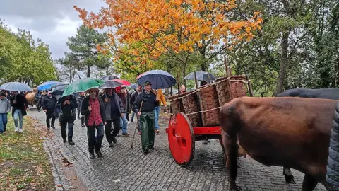 Unha das xugadas de vacas cos cestas da uva da finca da Deputaci&oacute;n. | FOTO: Xos&eacute; Lois Colmenero.