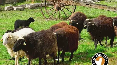 Ovellas de raza aut&oacute;ctona galega.