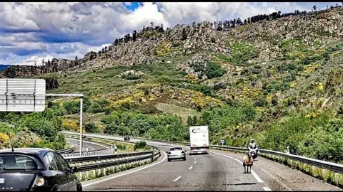 Un Guardia Civil "escolta" a la oveja por el arc&eacute;n hasta la salida m&aacute;s pr&oacute;xima. | FOTO: Guardia Civil.