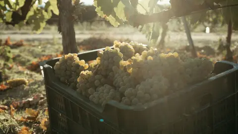La vendimia de esta campa&ntilde;a arranca este domingo en Mand&iacute;n.