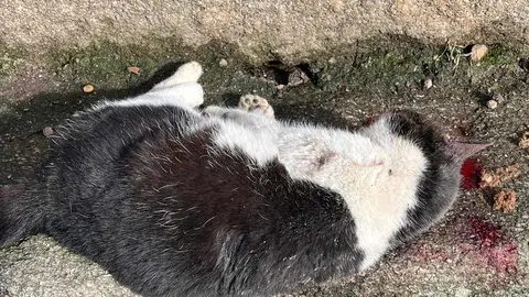 202402 gatos asesinados colonia Infesta