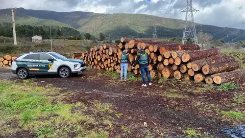 Agentes de la Guardia Civil, con varia madera incautada, midiendo su calibre. | FOTO: G. C.