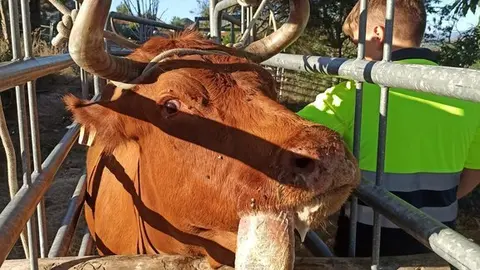 Gando afectado por enfermidade de EHE.