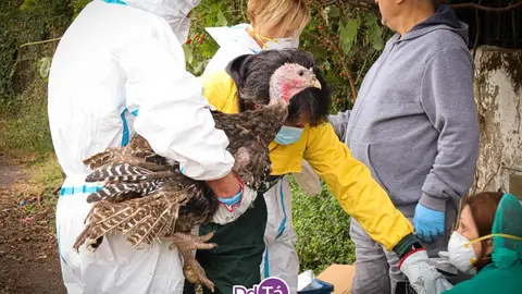 Efectivos de Medio Rural, rescatando a uno de los pavos reales con los que conviv&iacute;a el malogrado Rafael. | FOTO: Anabel G. Sim&oacute;n.