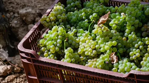 El godello es la variedad m&aacute;s recolectada entre toda la uva blanca. | FOTO: Noelia Caseiro.