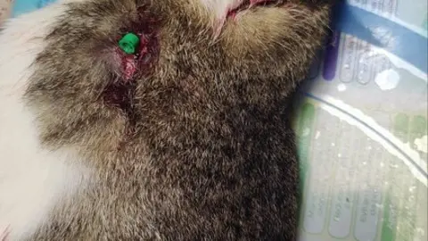 El gatito acribillado ya sin vida, en la consulta veterinaria.