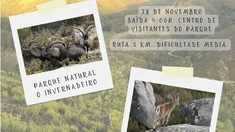 20241128 ruta parque o invernadoiro, avistamento cabras