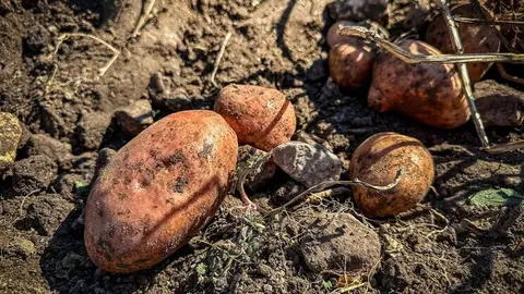 A pataca &eacute; o cultivo estrela da comarca da Limia. | FOTO: Noelia Caseiro.