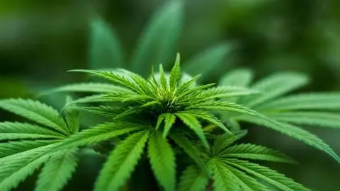  &iquest;Se puede utilizar el CBD para tratar problemas de la piel como el acn&eacute; y el eczema? 
