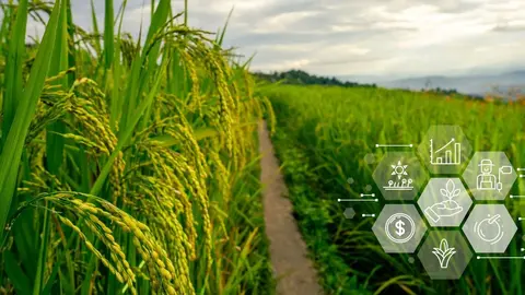 agricultura, agro, campo