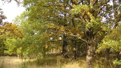 amezquita-caminosantiago-22