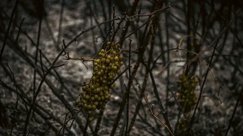 incendio mourazos-21