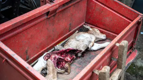 Uno de los terneros muertos tras la incursi&oacute;n de la manada de lobos en la explotaci&oacute;n ganadera de Barxa.
