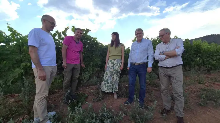 A D.O. Monterrei aspira a superar os 8,5 millóns de quilos nesta vendima | NOTICIAS VERÍN