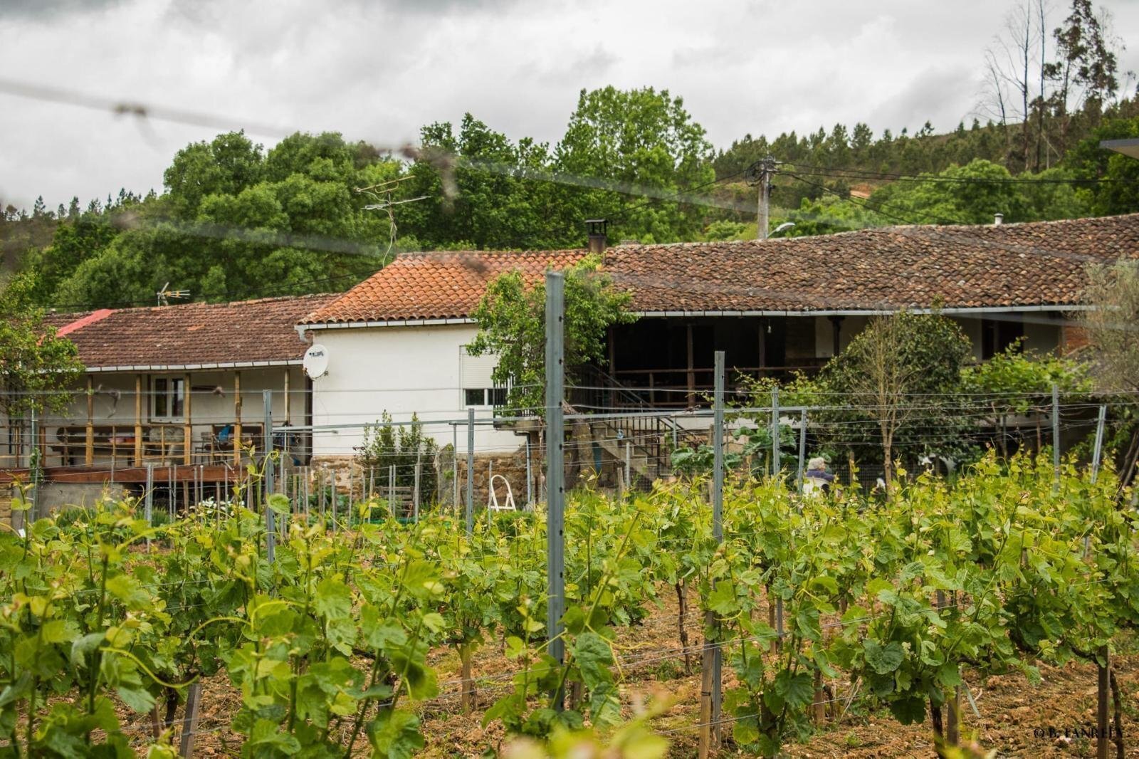 Viñedos de la bodega Manuel Vázquez Losada, en Castrelo do Val.