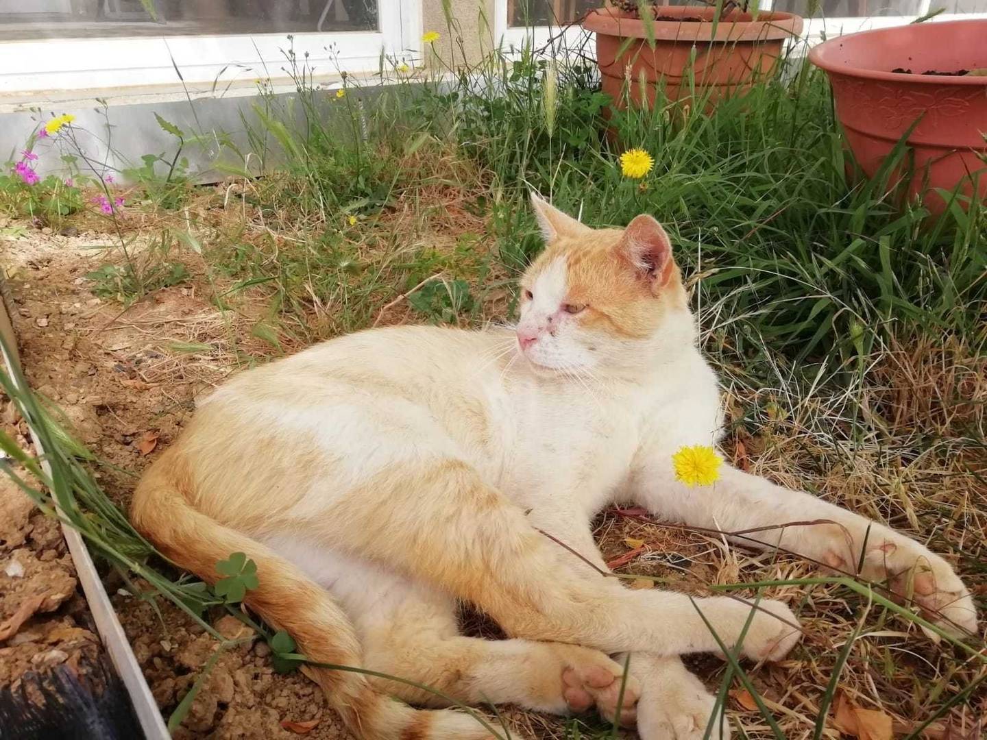 El gato 
