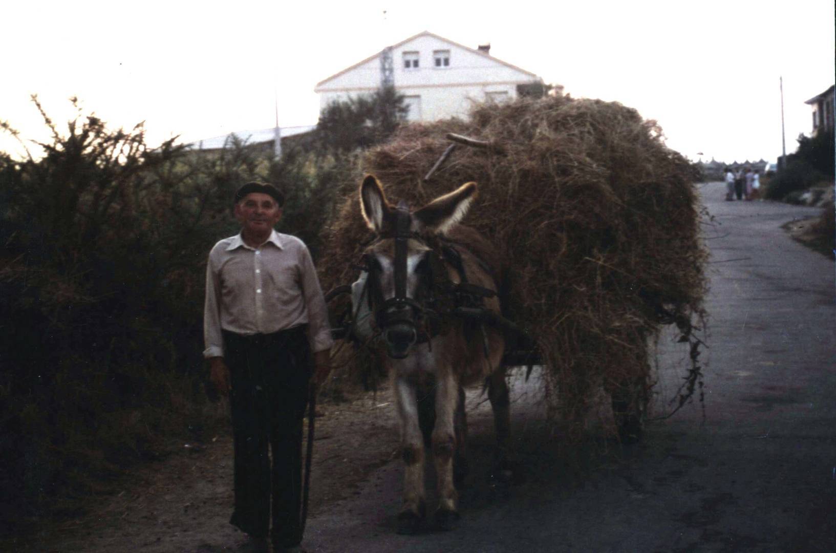 Cachapello