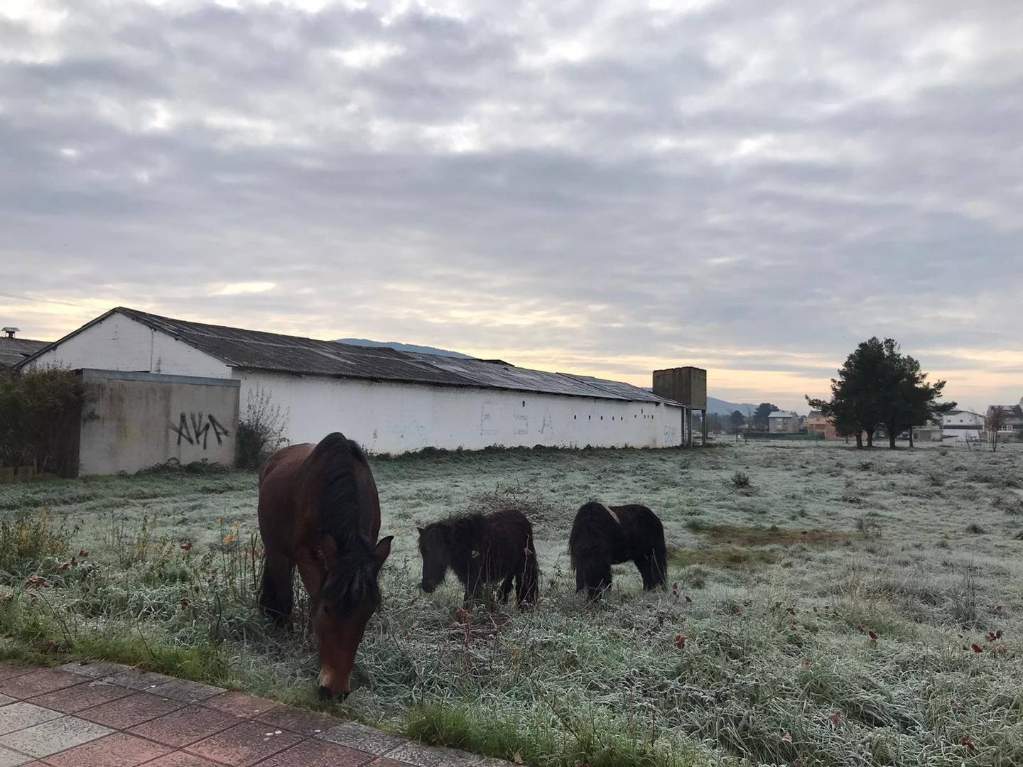 Caballos por Verín