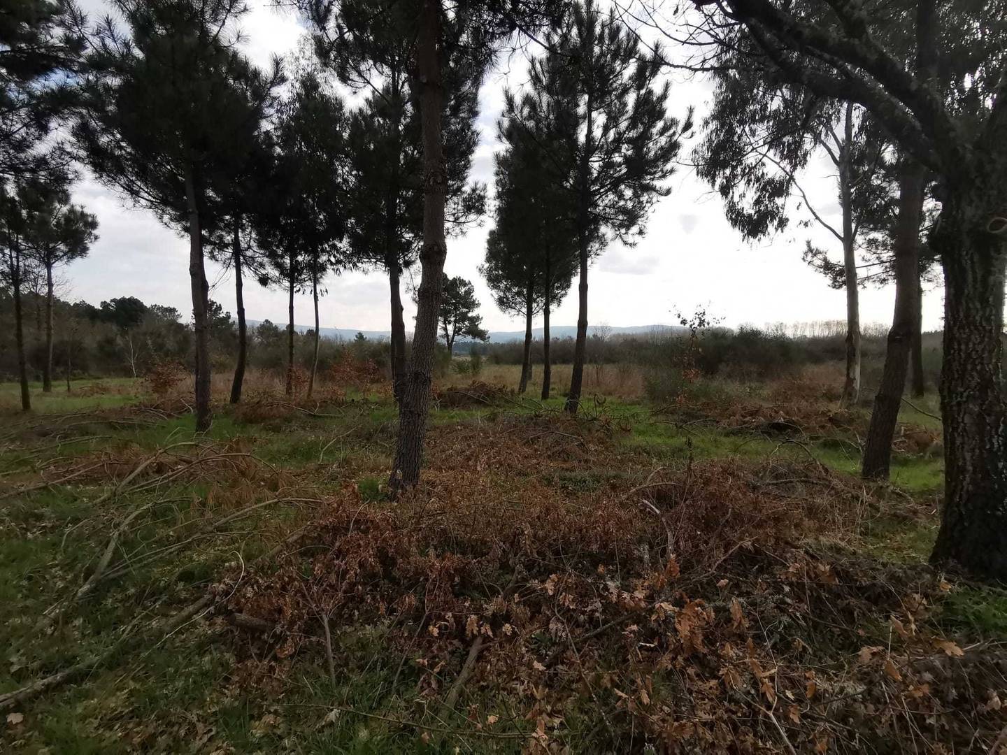 Terreos que ocupará o futuro polígono agrario de Oímbra. | FOTO: Xosé Lois Colmenero.
