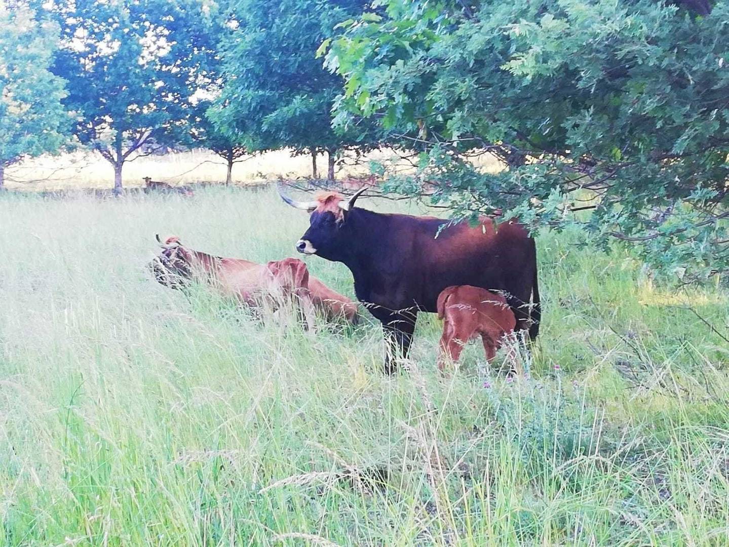 vacas