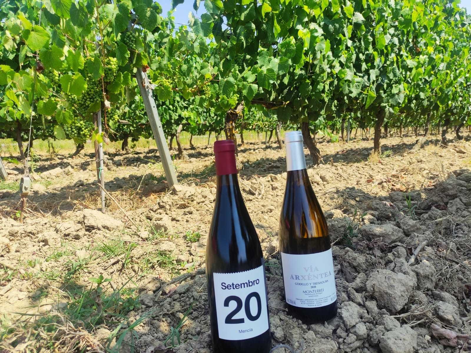 Setembro y Vía Arxéntea, mejores vinos de la D. O. Monterrei 2020.