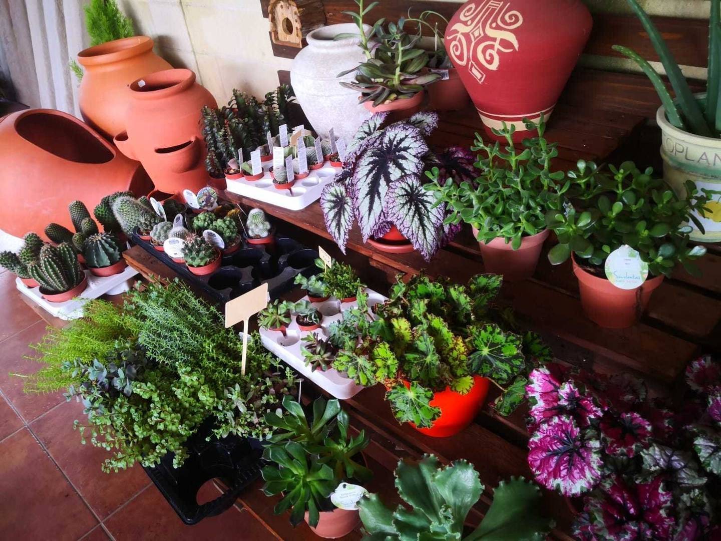 Prantas ornamentais e xarróns, algúns dos produtos para mercar en Viveral.