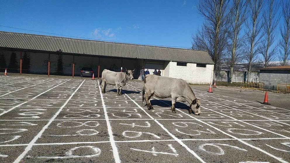 As vacas na resolución do sorteo do 2020 na Mezquita.