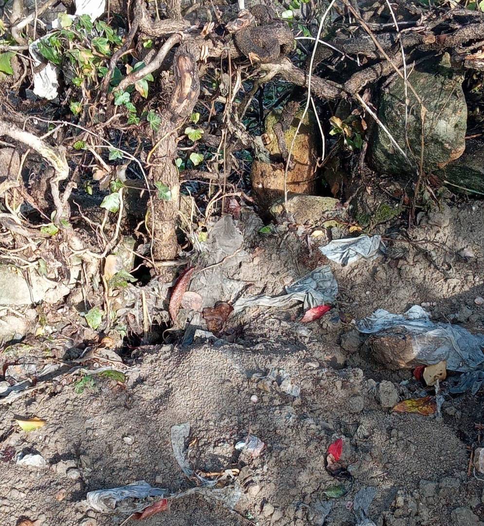 Restos de material orgánico próximos a la finca de una vecina de Medeiros.