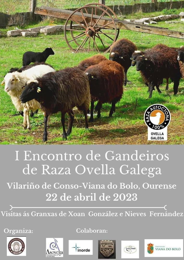 Cartel do I Encontro de Gandeiros de Raza Ovella Galega que terá lugar mañá en Viana.