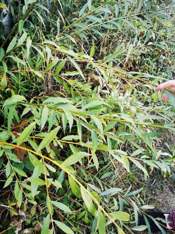 Vimieiro, del que se extrae el mimbre para la elaboración de cestos.