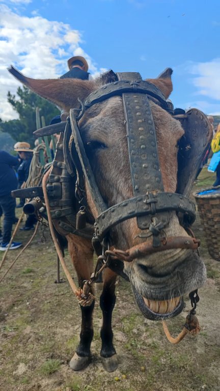 Manolito nos dedicó una sonrisa antes de partir con el mosto recién elaborado. | FOTO: Xosé Lois Colmenero.
