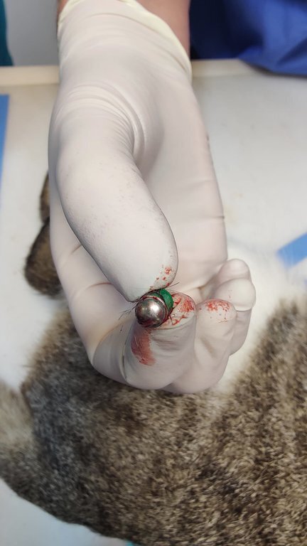 Uno de los proyectiles extraídos del cuerpo del animal.