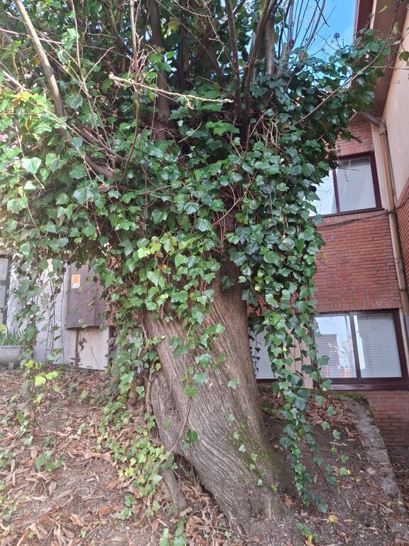 Último de los árboles por retirar para impedir el deterioro del suelo en el CEIP de Vilardevós. FOTO | María Dosantos.