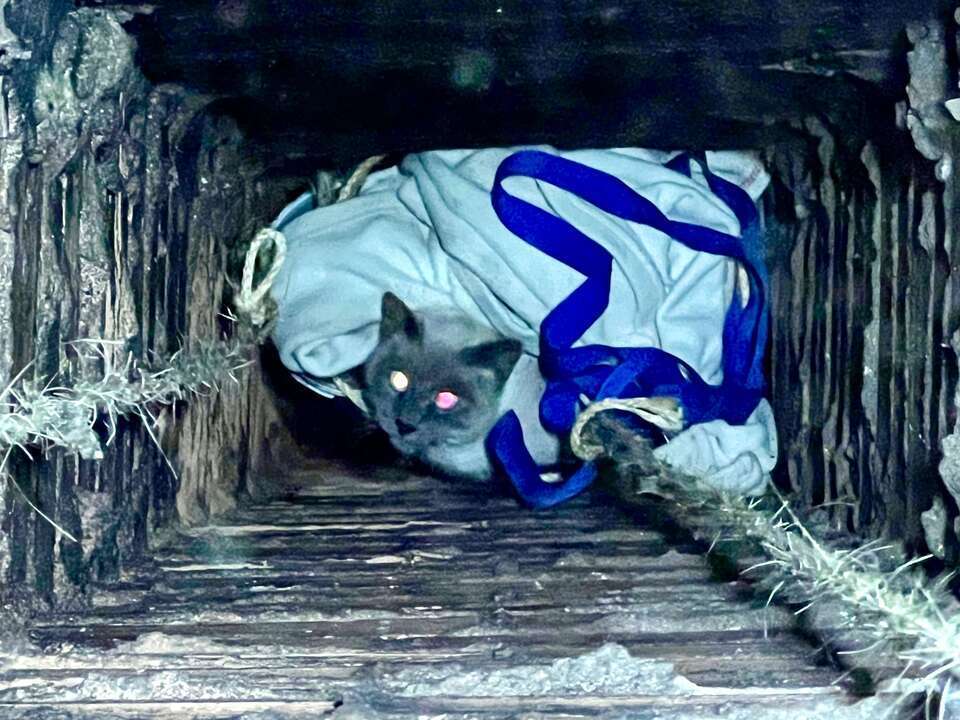 El intrépido animal, poco antes de su rescate.
