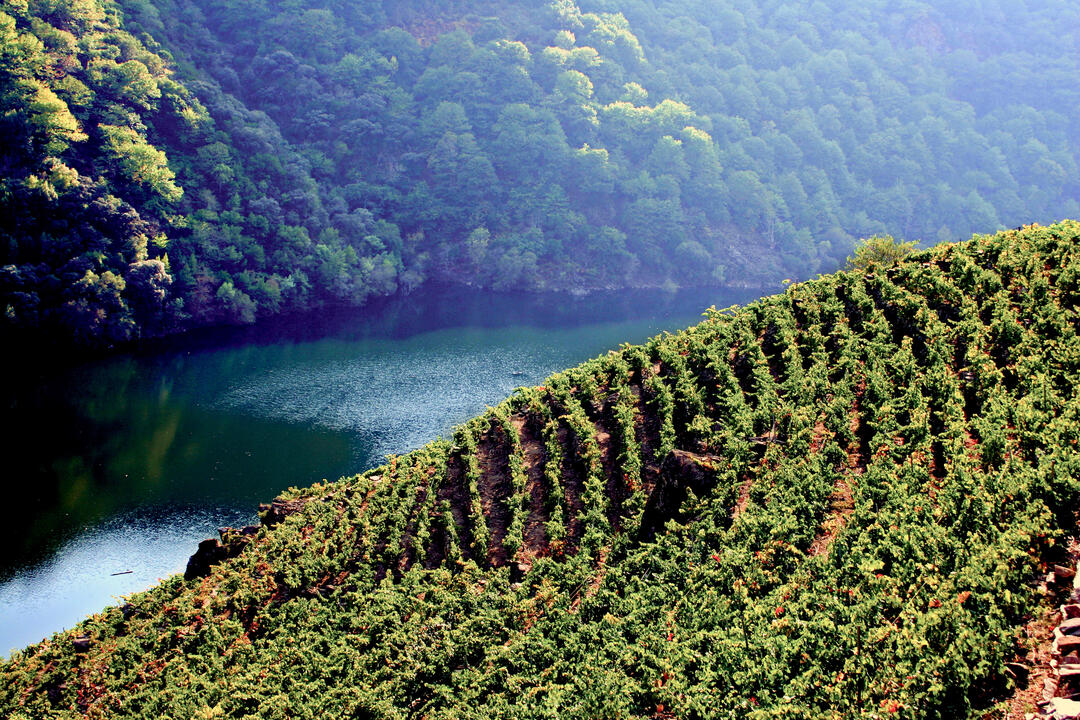 00-Viñedos-Riberira Sacra