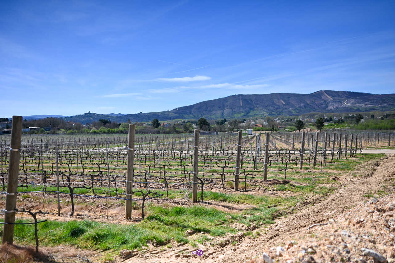 Para llegar a la nueva bodega es obligado recorrer su gran extensión de producción vitivinícola.